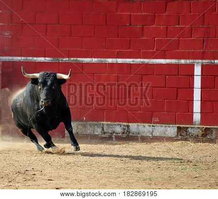 bull in the spanish bullring with big hons