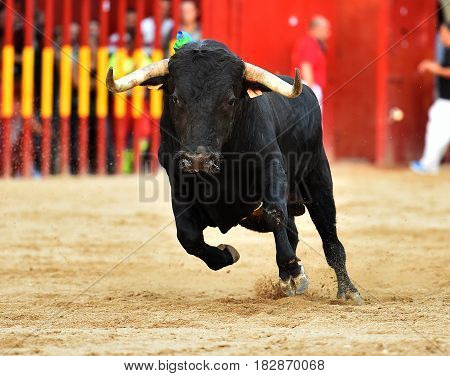 spanish bull in bullring with big horns