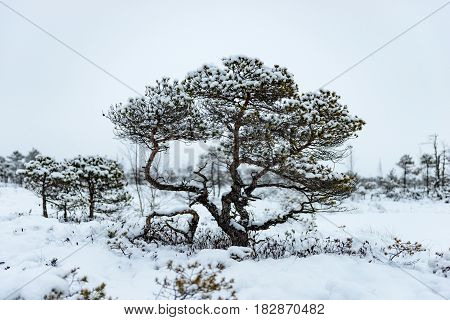 Snowy winter day at swamp. Small swamp trees.