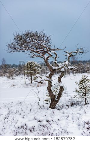 Snowy winter day at swamp. Small swamp trees.