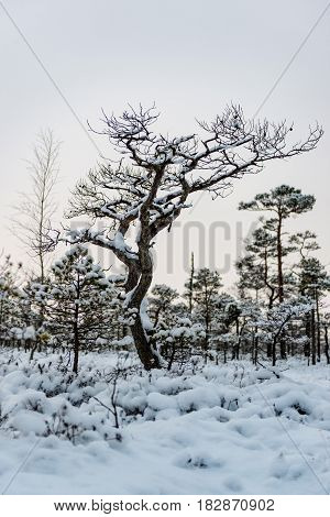 Snowy winter day at swamp. Small swamp trees.