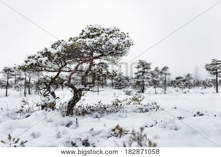 Snowy winter day at swamp. Small swamp trees.