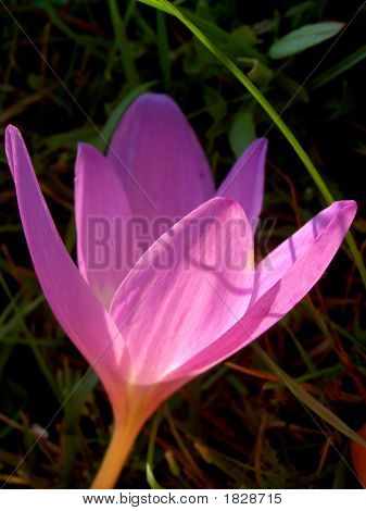 IRIS