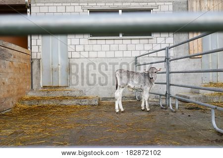 View of adorable lonely white calf in a large cow farm