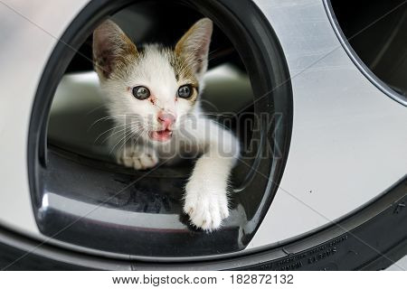 Cute adorable little white nomadic hungry kitten on the car wheel