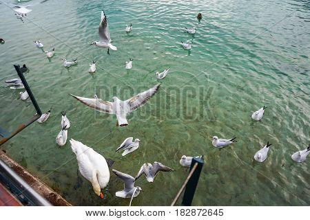 Many birds fly in the lake while people feeding