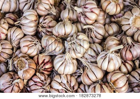 garlic heads natural food healthy background in bulk