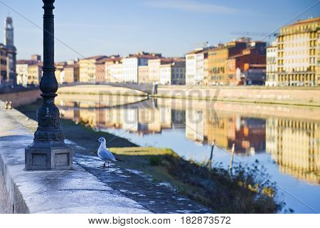Seagull on banks of river Arno Pisa (Tuscany - Italy) - In the background you can see the most important bridge called "Ponte di Mezzo" completely built in marble.