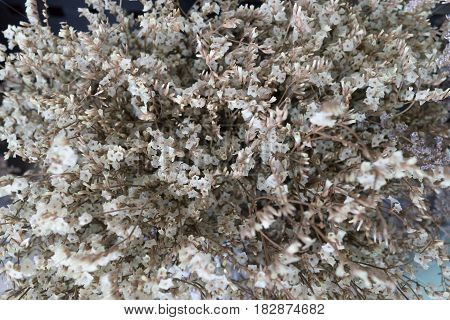 top view dry flower decoration with white and gray background