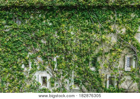 daylight decorated old wall with green fresh leaves Carmona retusa background