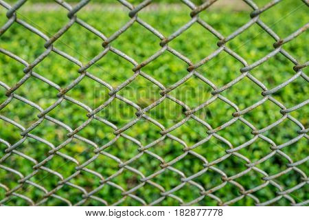 close up old fence with green fresh leaves Carmona retusa in the background