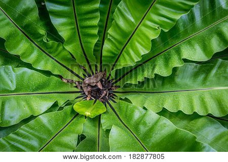 top view of green fresh tropical garden leaves background star plant