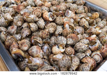 close up of Snails baked with garlic and spicy traditional asian food