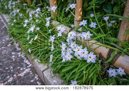 White and violet blue flower with green fresh leaves beside the street in Japan