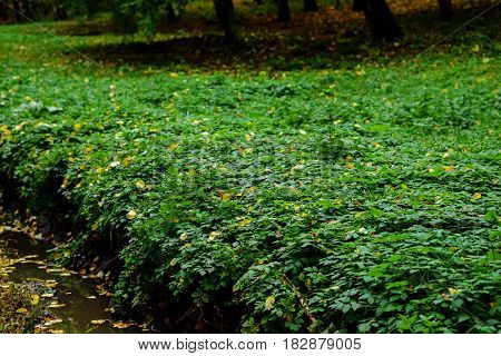 Mint Leaves Background.mint Leaf Green Plants With Aromatic Properties Of Strong Teeth And Fresh Ivy