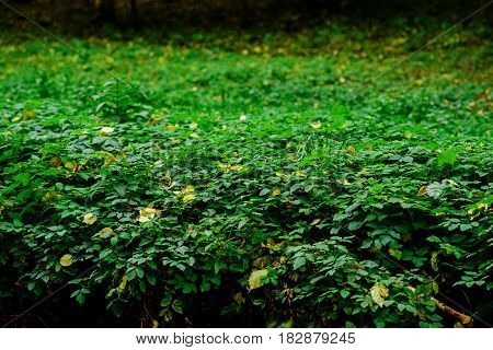 Mint Leaves Background.mint Leaf Green Plants With Aromatic Properties Of Strong Teeth And Fresh Ivy