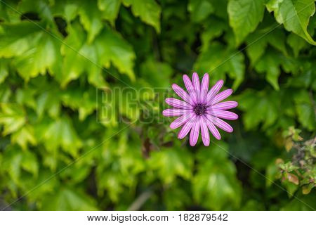 Closed up of pink Gerbera Daisy flower (Gerbera jamesonii) with green leaves with green leaves background