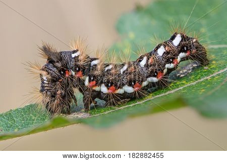 Hairy caterpillar with red and white dots beautifully bent on a piece of wood