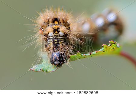 Hairy caterpillar with red and white dots beautifully bent on a piece of wood