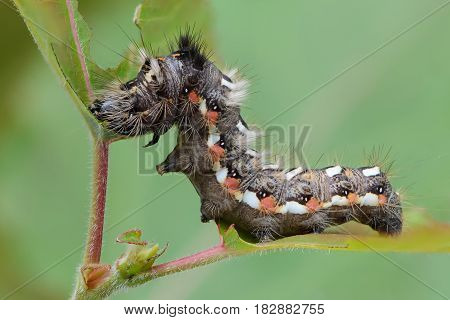Hairy caterpillar with red and white dots beautifully bent on a piece of wood
