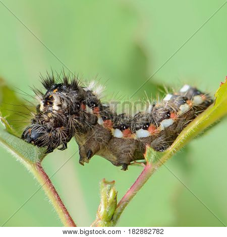 Hairy caterpillar with red and white dots beautifully bent on a piece of wood