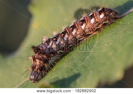 Hairy caterpillar with red and white dots beautifully bent on a piece of wood