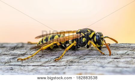 Portrait of a close-up of a wasp which sits on the old board
