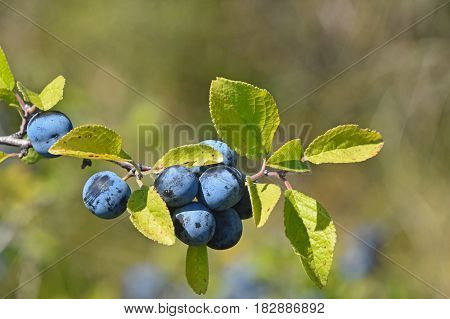 Branch Of Blackthorn With Ripe Berries And Leaves