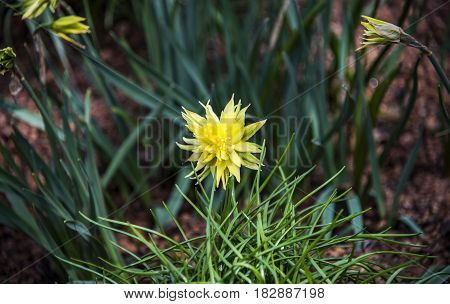 Beautifully yellow pasque flower and sun with a natural green background