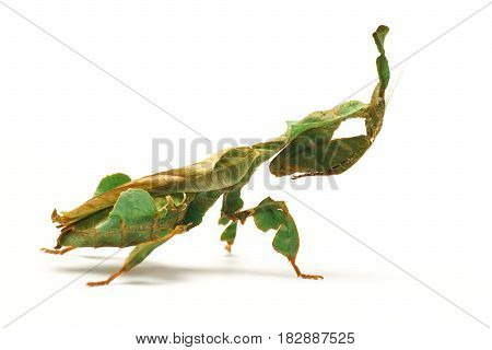 Mantis (Phyllocrania paradoxa) on a white background