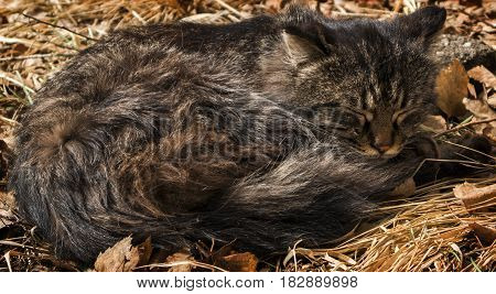 Cat lay on the grass, sleeping cat, animal, homeless cat