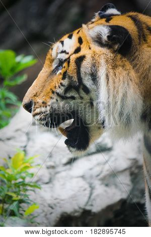 Tiger is mammal animal as hunter wildlife