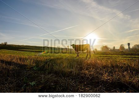 Cow Turning Head To Camera With Mountains And Snow On Backgrounds