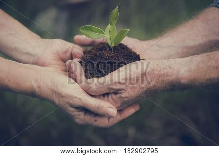 Environmental Conservation Plant Sustainability