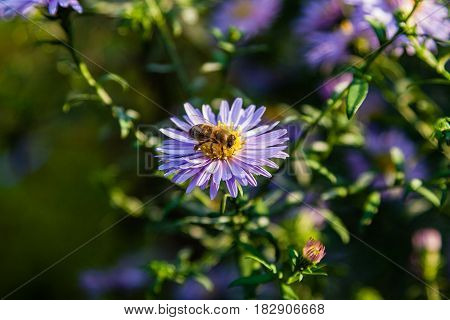 Field Flowers On Which Insects And Bees Sit Close Up