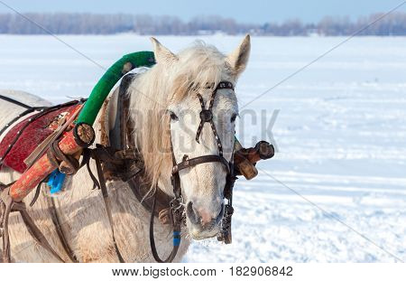 Head of white horse with harness in wintertime