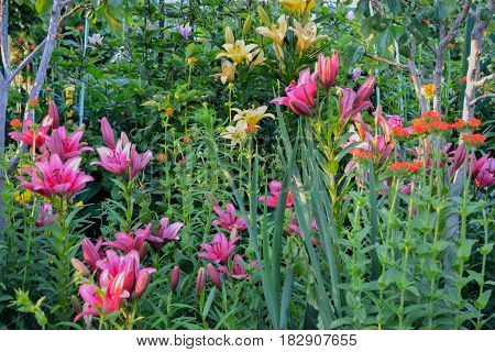 Lily flowers in the garen in Poland on the summer.