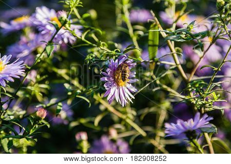 Field Flowers On Which Insects And Bees Sit Close Up