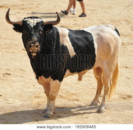 bull in spanish bullring with big horns
