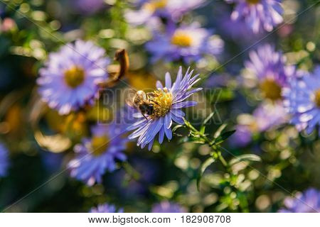 Field Flowers On Which Insects And Bees Sit Close Up