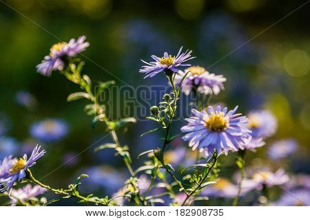 Field Flowers On Which Insects And Bees Sit Close Up