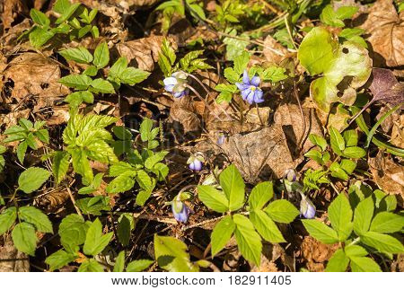 Appearence Of Young Blue Spring Flowers From Under Last Year`s Dry Leaves