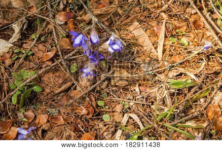 Appearence Of Young Blue Spring Flowers From Under Last Year`s Dry Leaves