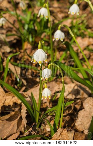 Appearence Of Young White Spring Flowers From Under Last Year`s Dry Leaves