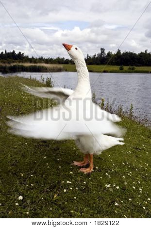 Flapping ห่าน