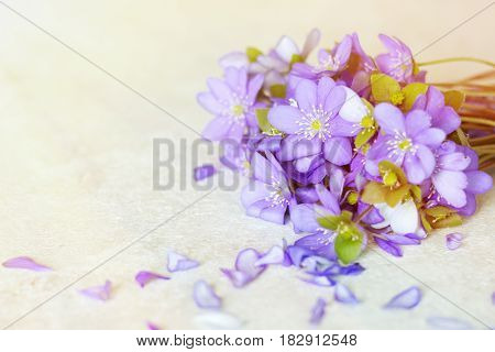 Violet Spring flowers background with copy space.
