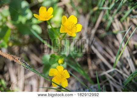 spring flowers in a clearing in the woods