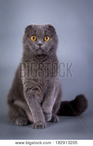 Scottish Fold Kitten Blue Color