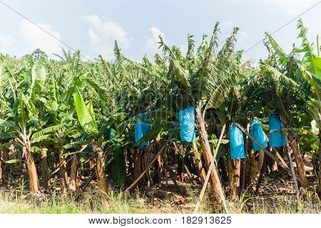 Banana Trees