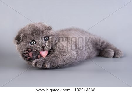 Scottish Fold small cute kitten blue color